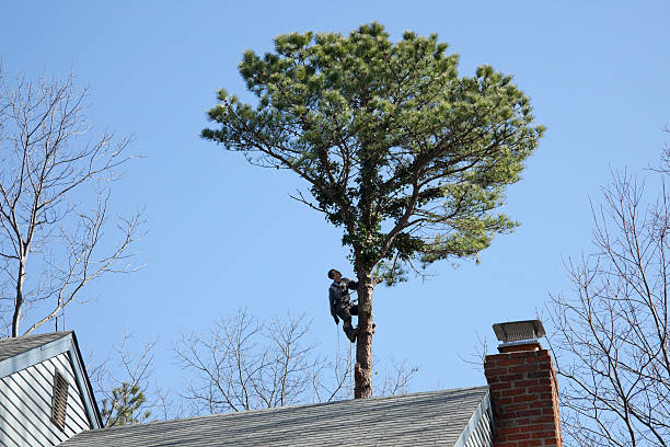 Jacobus, PA Tree Care Company